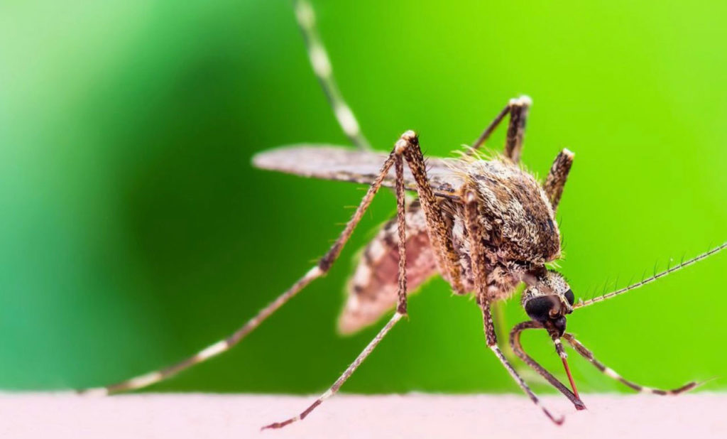 Mosquito extermination and control services