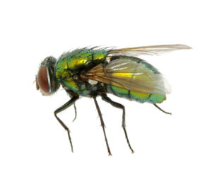 Green fly