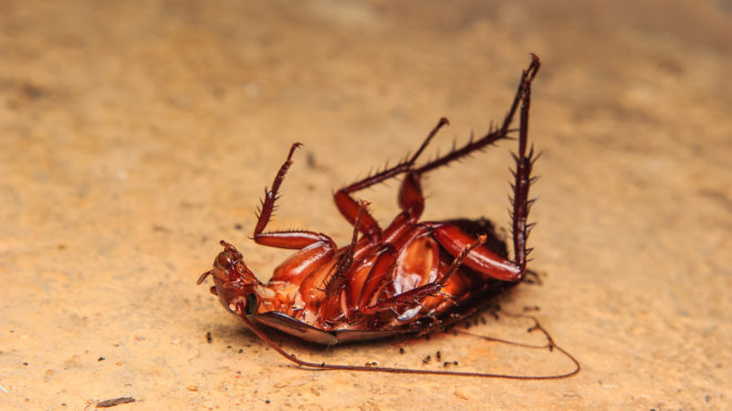 6 Common Pests in Florida Homes and How to Get Rid of Them