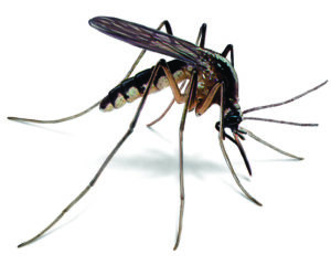 Mosquito control services