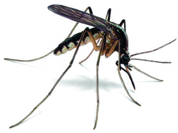 Mosquito control services