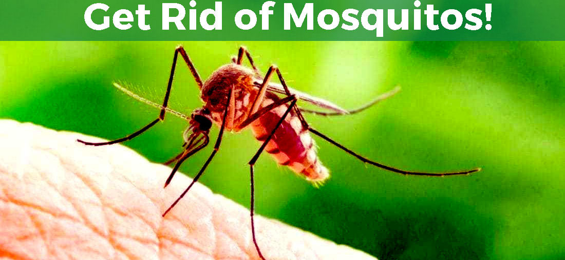 5 Handy Mosquito Control Tips for Homeowners