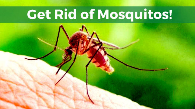 5 Handy Mosquito Control Tips for Homeowners