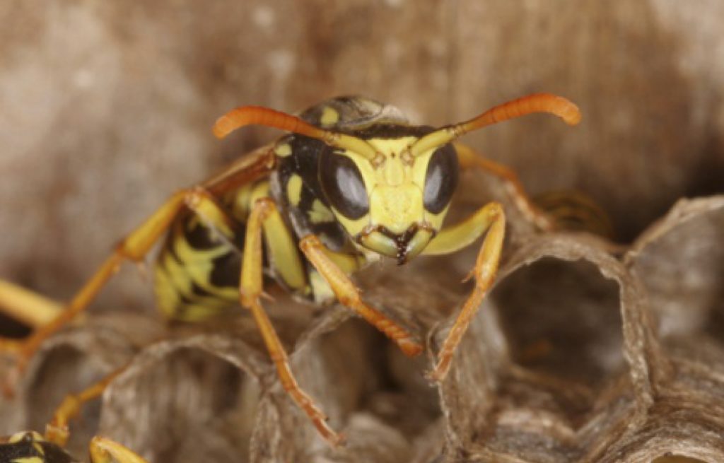 wasp removal