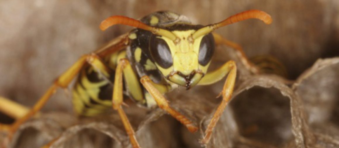 How to Keep Wasps Away This Fall