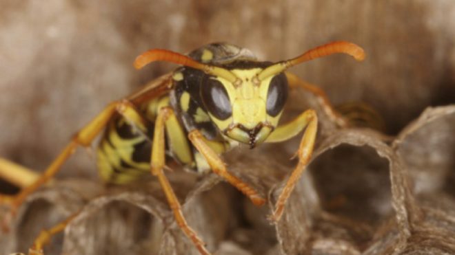 How to Keep Wasps Away This Fall