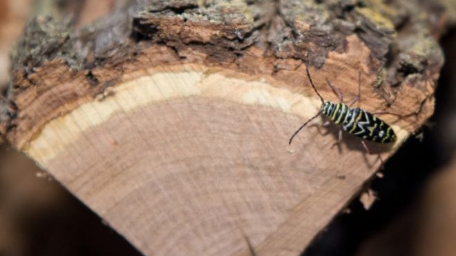 Tips to Control Firewood Pests in Winter