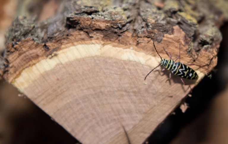 Tips to Control Firewood Pests in Winter