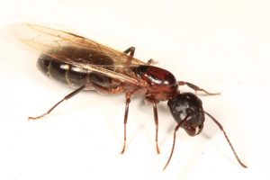 flying florida carpetner ants