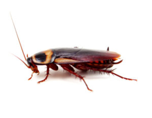 American Cockroach