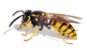 wasp