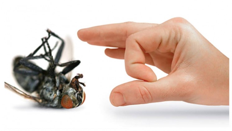 5 Very Effective Ways to Get Rid of Bugs