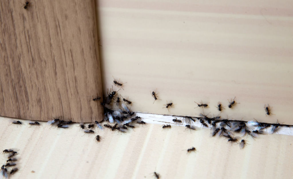 Get rid of ants in your home naturally