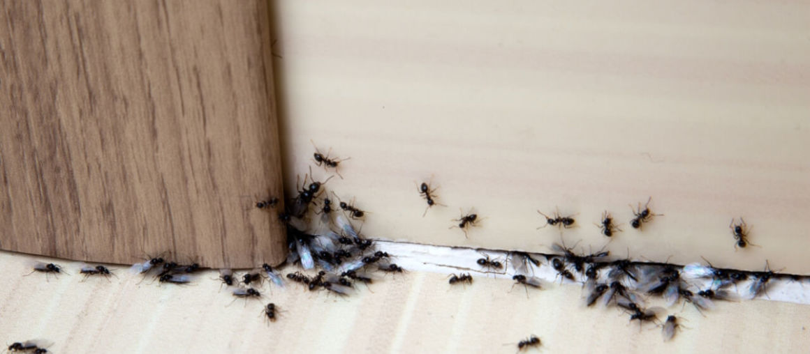 How to Keep Ants Away from Your Home… Naturally