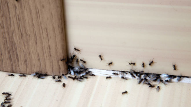 How to Keep Ants Away from Your Home… Naturally