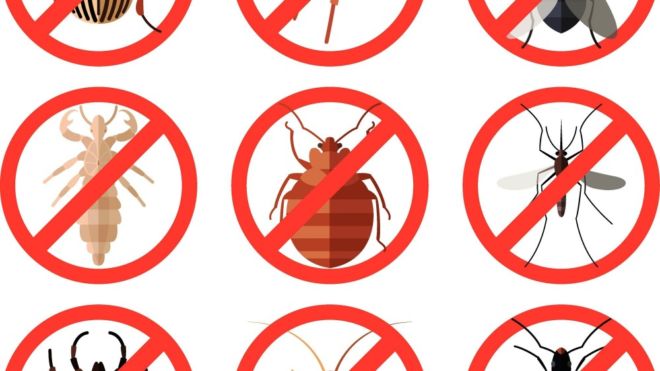 Protect Your Home From Insects This Summer