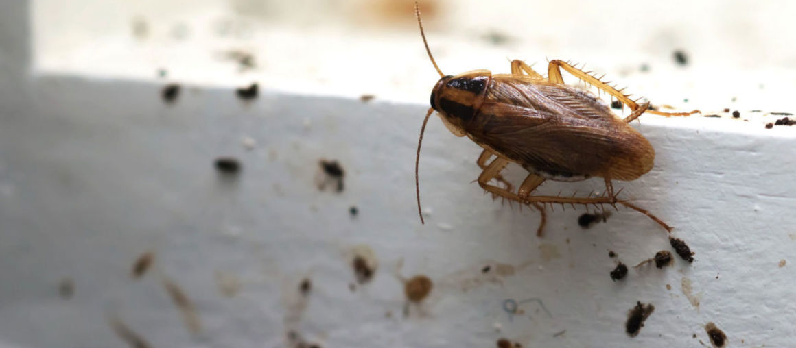 Cockroach Infestation Warning Signs and What to Do About Them