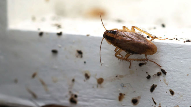 Cockroach Infestation Warning Signs and What to Do About Them