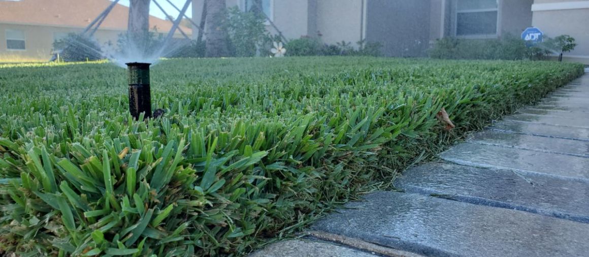 How to Have a Pest Free Lawn This Spring