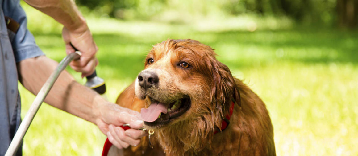 How To Keep Your Pets Safe from Insects