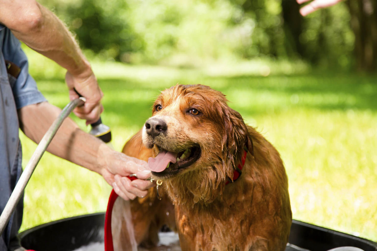 Keep Pets Safe from Insects