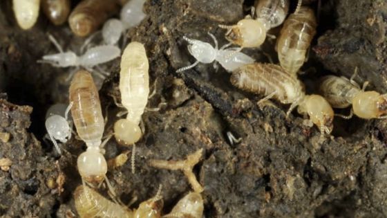 subterranean termites