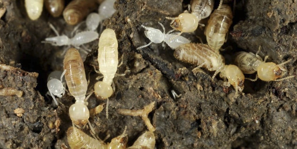 Termite Control