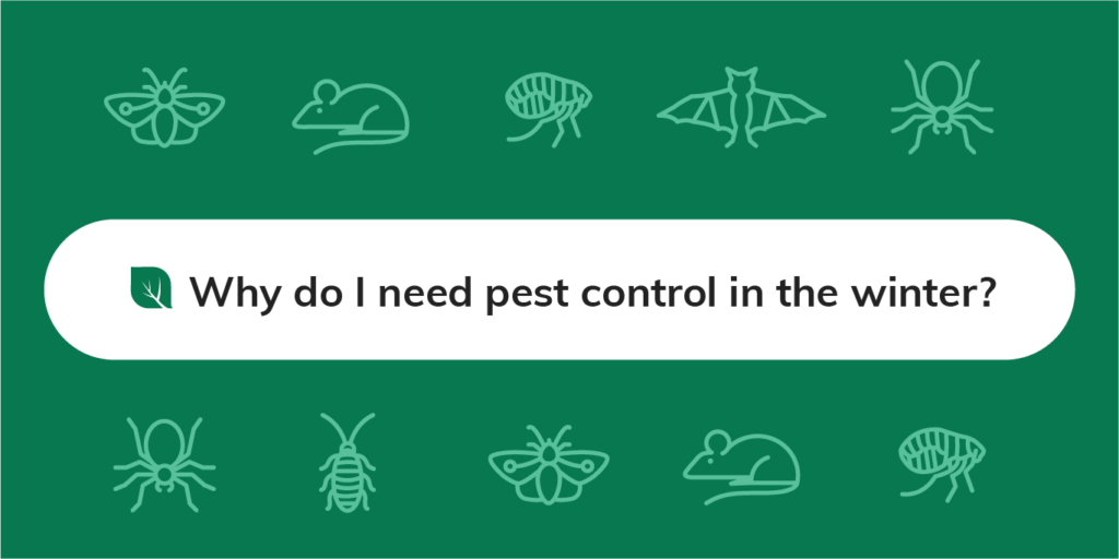 winter pest control