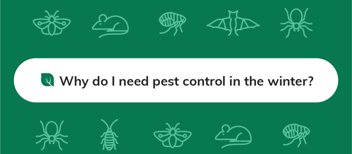 Pests Seeking Winter Refuge in Your Home