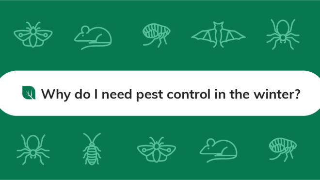 Pests Seeking Winter Refuge in Your Home