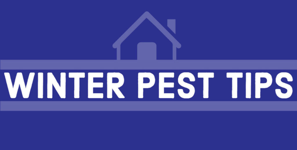 Winter Pest Tips