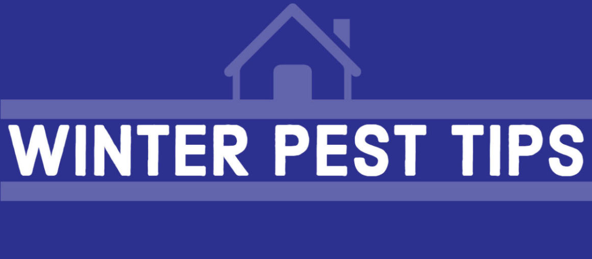 Winter Pest Control in Florida: Keeping Your Home Critter-Free
