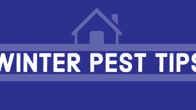 Winter Pest Control in Florida: Keeping Your Home Critter-Free