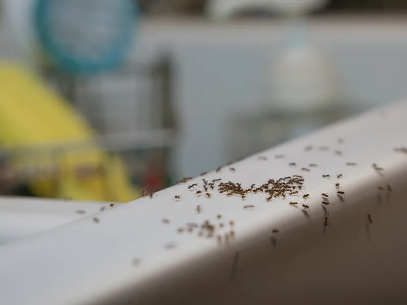 ants on the move
