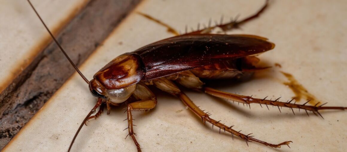 Spring Pest Control Tips for South Florida Homeowners