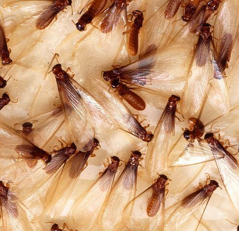 termite swarm